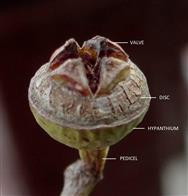 Capsule